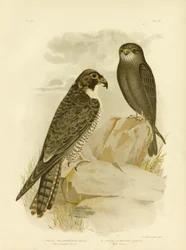 Faucon à joues noires, 1891